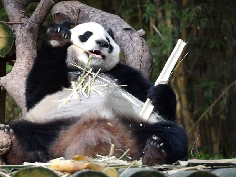 Кушающая панда